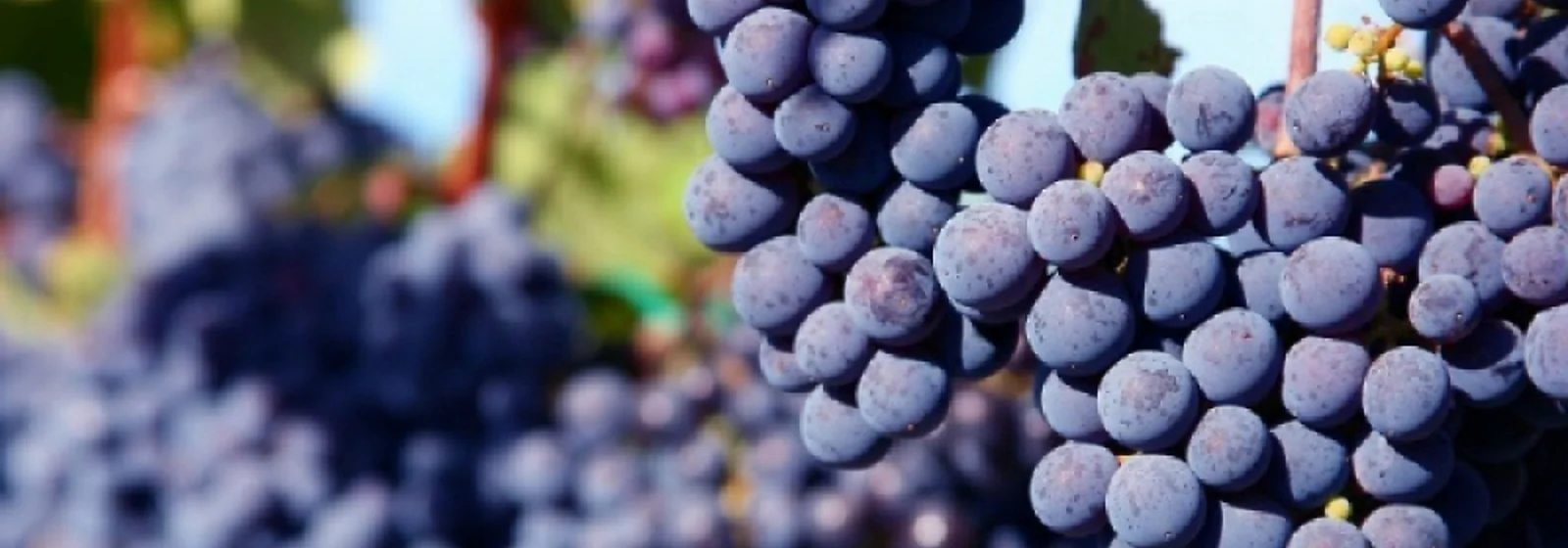 Ciorchini de struguri Merlot copți pe viță